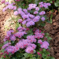 Pembe Top Vapur Dumanı(Ageratum) Çiçeği Tohumu(50 tohum)