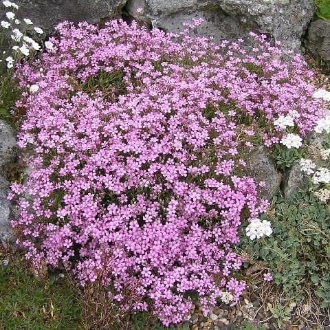 Pembe Bahar Yıldızı Çiçek Tohumu (500 tohum)