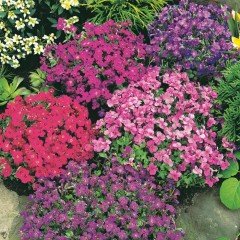 Aubrieta Karışık Renkli Obrizya Çiçeği Tohumu (100 tohum)