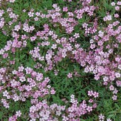 Gypsophila Elegance Mixed Karışık Bahar Yıldızı Çiçeği Tohumu (1100 tohum)