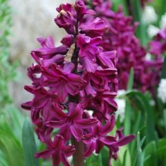 Hyacinthus Woodstock Sümbül Soğanı (3 adet)