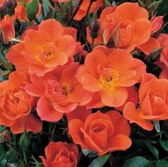 Tüplü Koleksiyonluk Nadir Kordes Saffron Turuncu Sarmaşık Yediveren Gül Fidanı