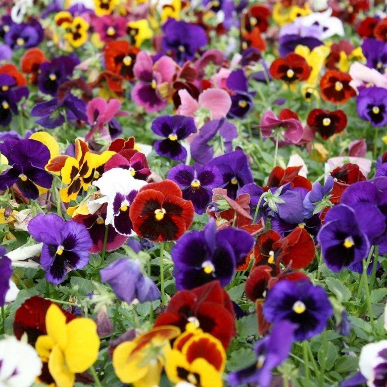 Karışık Renkli Menekşe (Viola) Çiçeği Tohumu (50 tohum)