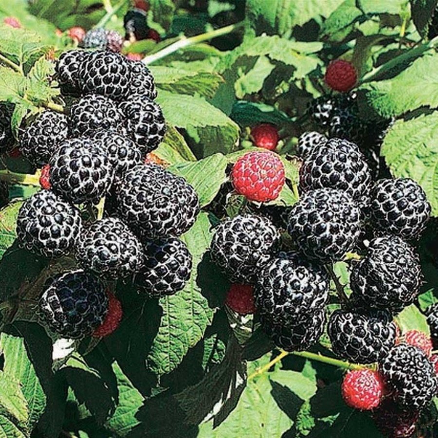Tüplü Nadir Bulunan Çeşit Siyah Ahududu (Frambuaz) Fidanı