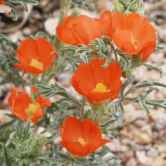 Scarlet Globe Mallow Çiçeği Tohumu(50 tohum)