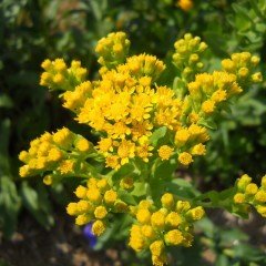 Stiff Goldenrod Çiçeği Tohumu(100 tohum)