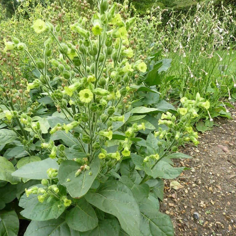 Midewiwan Sacred Tobacco Çiçeği Tohumu(40 tohum)