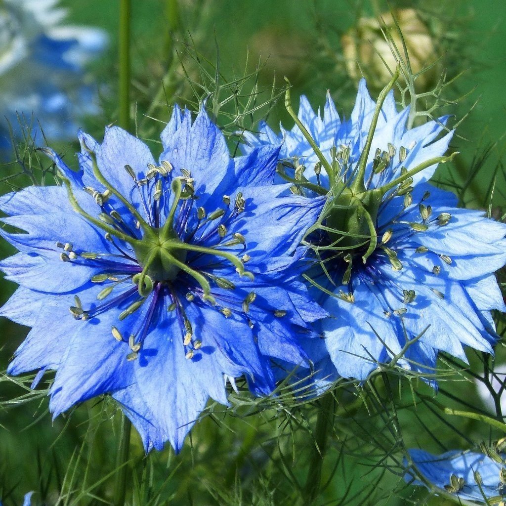 Love in a Mist Çiçeği Tohumu(100 tohum)