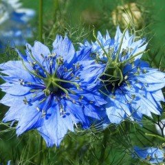 Love in a Mist Çiçeği Tohumu(100 tohum)