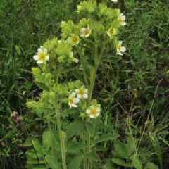 Potentilla arguta Çiçeği Tohumu(100 tohum)