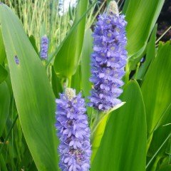 Pickerel Weed Çiçeği Tohumu (5 tohum)
