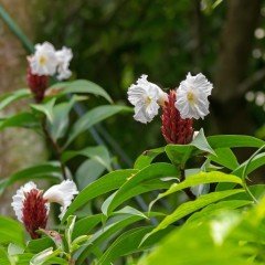 COSTUS speciosus Çiçeği Tohumu(5 tohum)