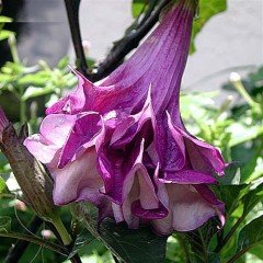 Katmerli Mor Brugmansia Çiçeği Tohumu (5 tohum)