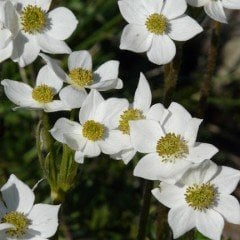 Beyaz Anemone Çiçeği Tohumu(20 tohum)