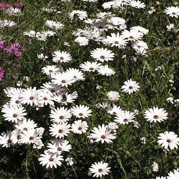 Beyaz Splendour Brachycome Çiçeği Tohumu (200 tohum)