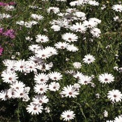 Beyaz Splendour Brachycome Çiçeği Tohumu (200 tohum)