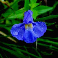 Mimulus Monkey Çiçeği Tohumu(100 tohum)