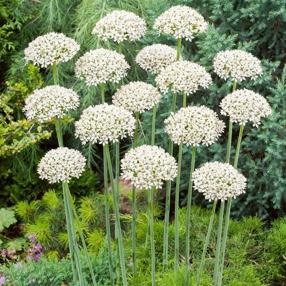 Beyaz Renkli Allium Çiçeği Tohumu(5 tohum)