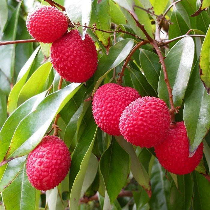 Tüplü Özel Çeşit Nadir Bulunan Liçi (Litchi) Fidanı