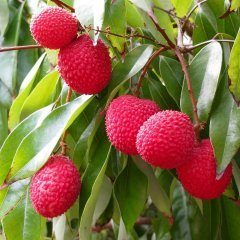 Tüplü Özel Çeşit Nadir Bulunan Liçi (Litchi) Fidanı