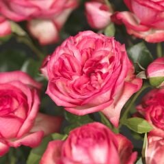 Tüplü Yediveren Antike 89 Kırmızı Beyaz Sarmaşık Gül Fidanı