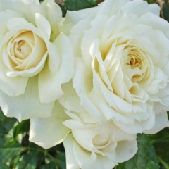 Tüplü Yoğun Kokulu Kordes Yediveren Alaska Sarmaşık Gül Fidanı Soğuklara Dayanımlı