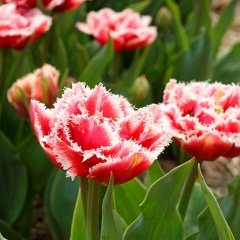Brest Pembe Segmentatus Lale Soğanı (4 adet)