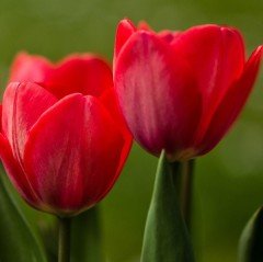 Çift Kafa Kırmızı Double red Georgette Tulipa Soğanı (5 adet)