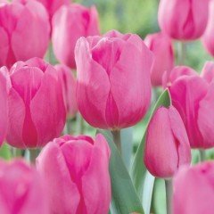 Don Quichotte Pink Lale Soğanı (5 adet)