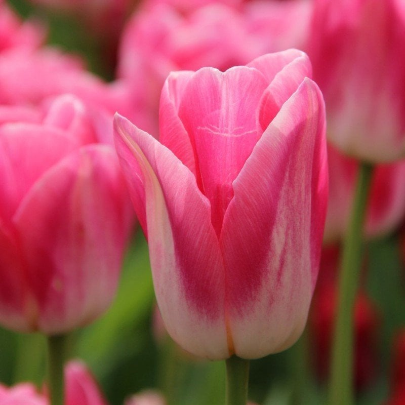 Dynasty Pink White Lale Soğanı (5 adet)