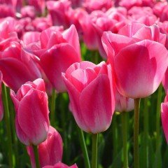 Dynasty Pink White Lale Soğanı (5 adet)
