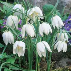 Fritillaria Alba White Ters Lale Soğanı (1 adet)