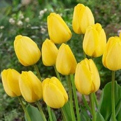 Golden Apeldoorn Yellow Lale Soğanı (5 adet)