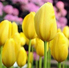 Golden Apeldoorn Yellow Lale Soğanı (5 adet)