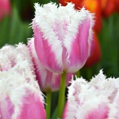 Hawaii Sugar Pembe Fırfırlı Lale Soğanı (5 adet)