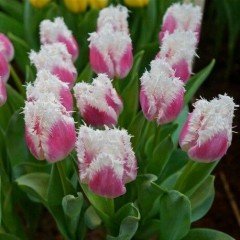 Hawaii Sugar Pembe Fırfırlı Lale Soğanı (5 adet)