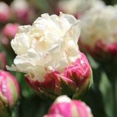 İce Cream Flore Magna Külah Şeklinde Lale Soğanı (3 adet)