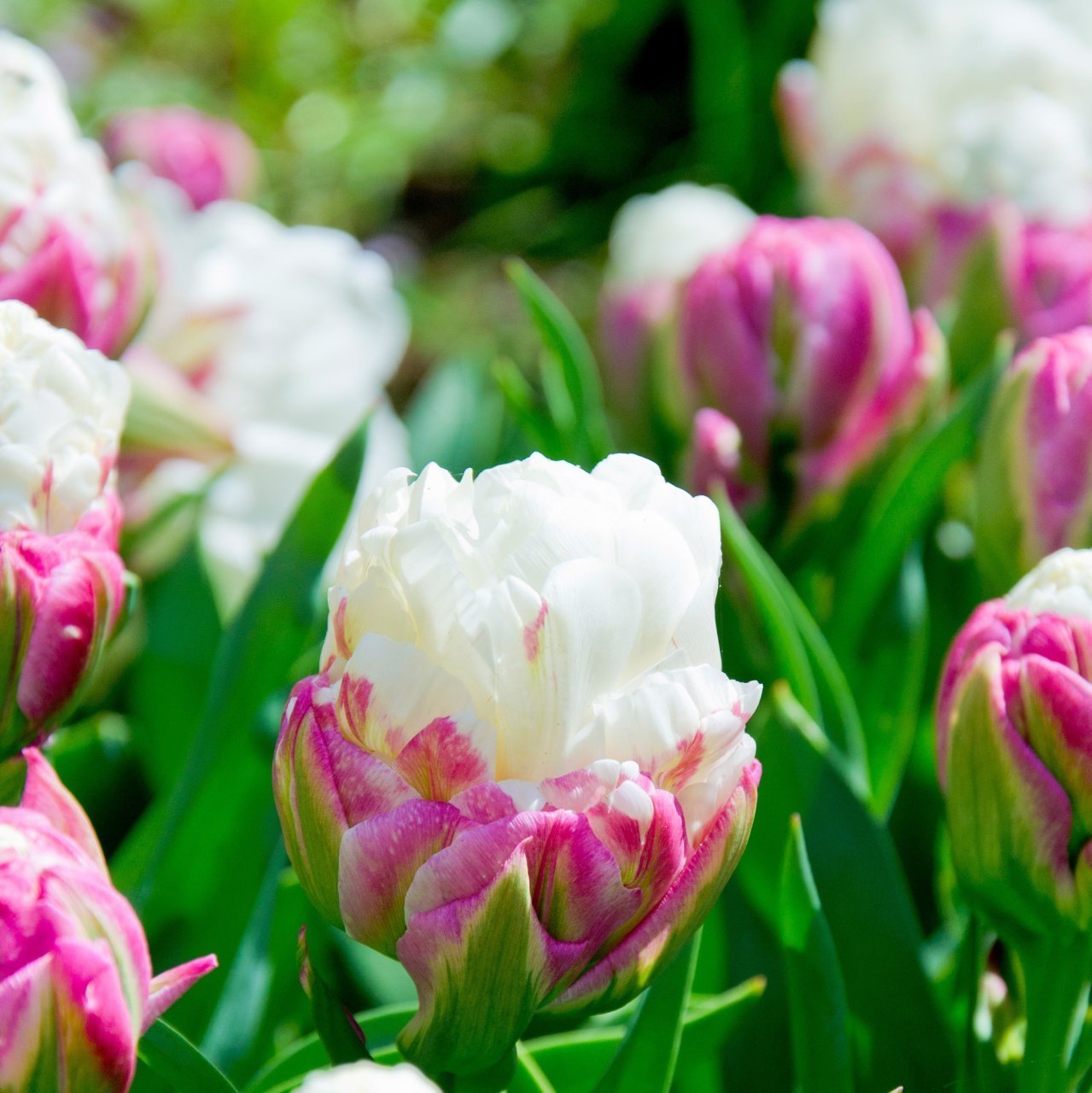 İce Cream Flore Magna Külah Şeklinde Lale Soğanı (3 adet)