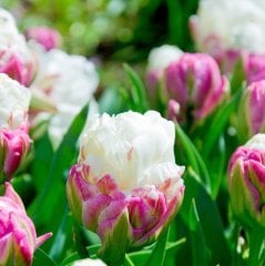 İce Cream Flore Magna Külah Şeklinde Lale Soğanı (3 adet)