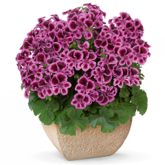 Özel PAC® Angeleyes Blueberry Sardunya Canan Çiçeği Fidesi (2 adet)