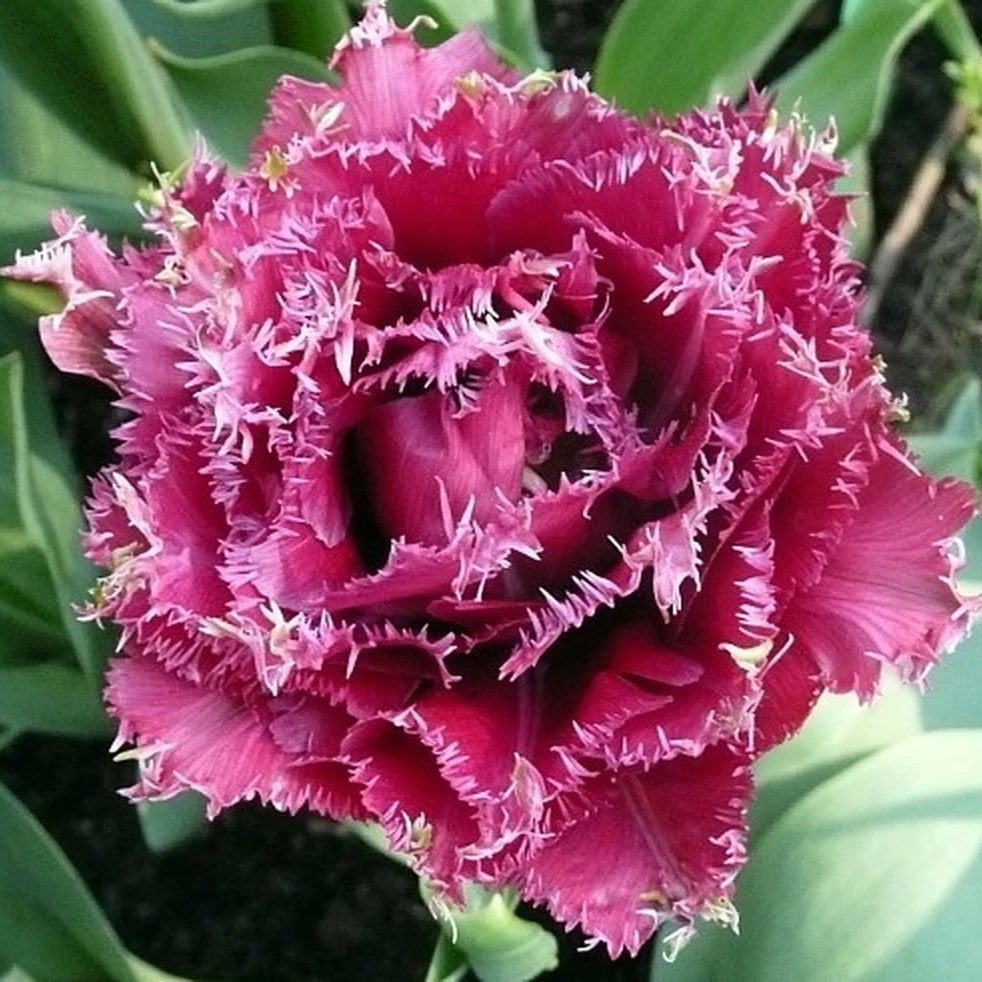 Joy of Spring Fırfırlı Lale Soğanı (4 adet)