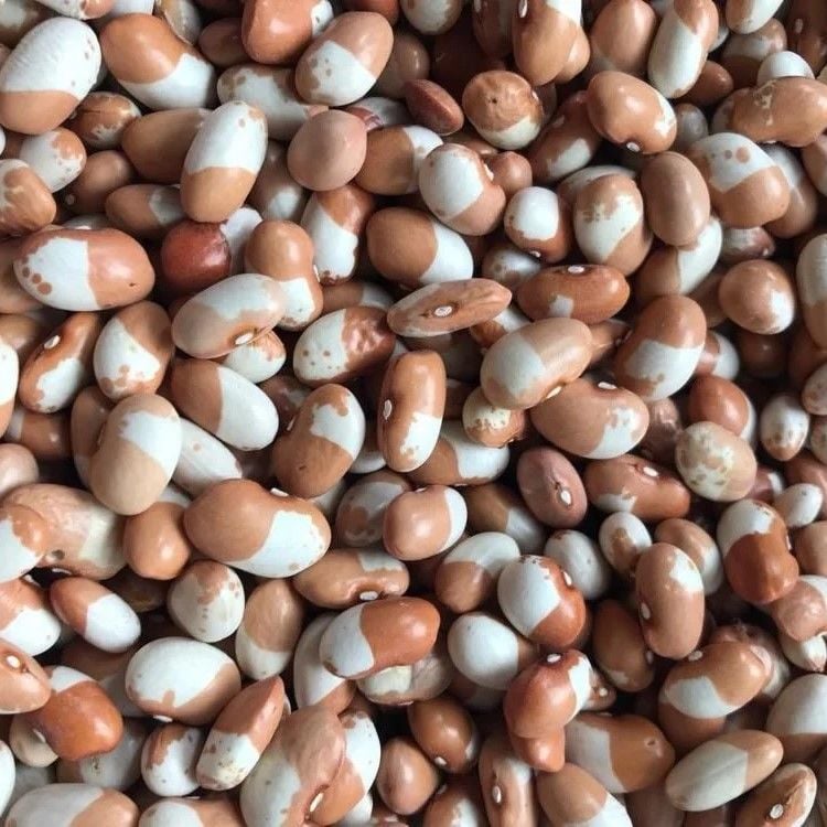 Geleneksel Ata Tohum Keklik Sırık Fasulye Tohumu (10 tohum)