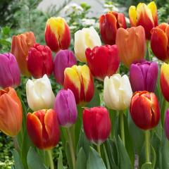 Karışık Tulipa Soğanı (50 adet)
