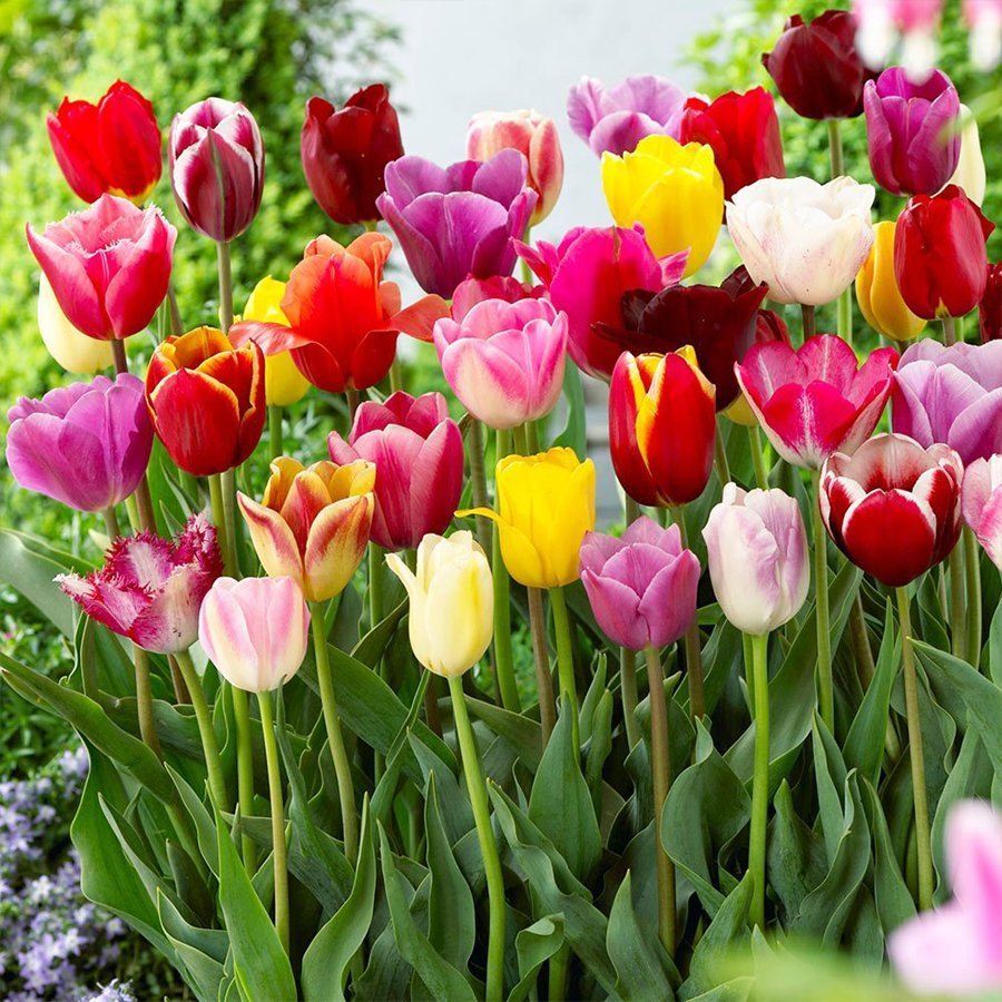 Karışık Tulipa Soğanı (50 adet)