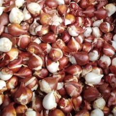 Katmerli Sarı Bonanza Lale Soğanı (4 adet)