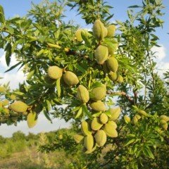 Tüplü Aşılı Hızlı Gelişen Tuono Badem Fidanı