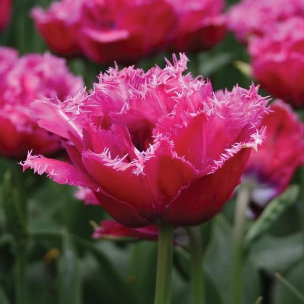 Mascotte Fırfırlı Pembe Lale Soğanı (5 adet)