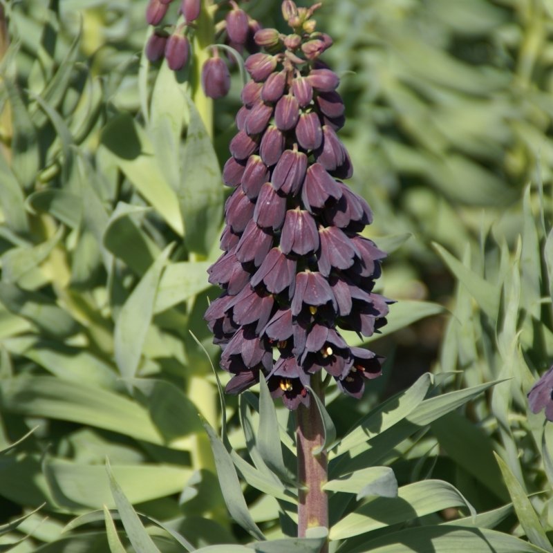 Purble Color Fritillaria Persica Ters Lale Soğanı (1 adet)