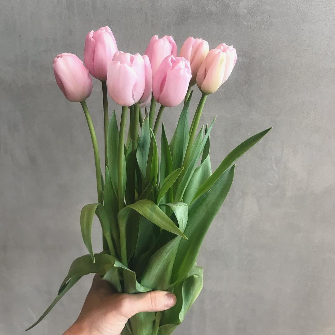Ollioules Pembe Beyaz Lale Soğanı (5 adet)