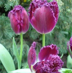 Purple Crystal Fırfırlı Mor Lale Soğanı (5 adet)